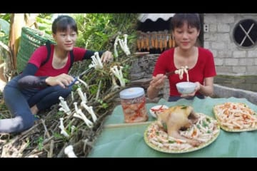 Harvesting mushrooms and prepare them cooking with chicken - Green forest life