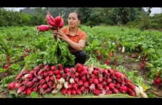 Harvesting red radish garden goes to market sell - Cooking - Puppy - Live with nature.