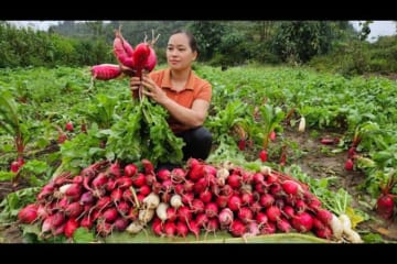 Harvesting red radish garden goes to market sell - Cooking - Puppy - Live with nature.
