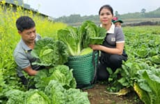 Harvesting the cabbage garden Going to the market to sell & how to prepare vegetables | Hà Tòn Chài