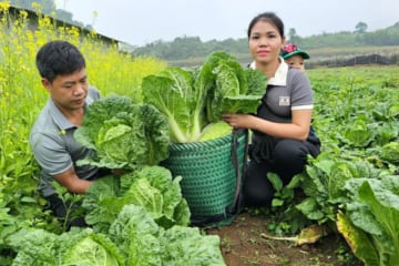 Harvesting the cabbage garden Going to the market to sell & how to prepare vegetables | Hà Tòn Chài