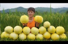 Harvesting yellow watermelon go to the market to sell - Make watermelon cream jelly, daily life farm