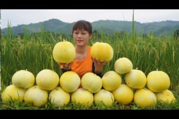 Harvesting yellow watermelon go to the market to sell - Make watermelon cream jelly, daily life farm