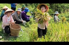 Hire someone to help harvest the golden season, sell ​​chicken eggs and luffa to make money