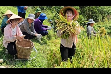 Hire someone to help harvest the golden season, sell ​​chicken eggs and luffa to make money