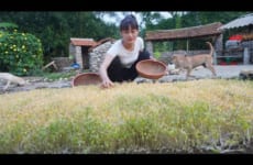 How To Grow Sprouted Beans - Harvesting Sprouted Go To The Market To Sell - Cooking With Egg