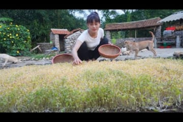 How To Grow Sprouted Beans - Harvesting Sprouted Go To The Market To Sell - Cooking With Egg