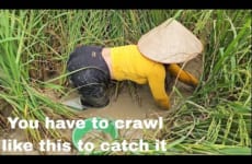 In the fall I harvest field carp, rice, watermelon, grapefruit and other agricultural products