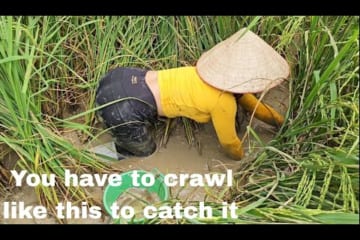 In the fall I harvest field carp, rice, watermelon, grapefruit and other agricultural products