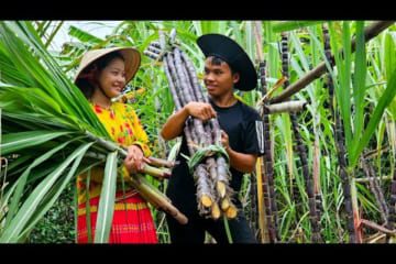 Love story in sugarcane fields: Family grows clean vegetables - Living sustainably | Sung A Pao