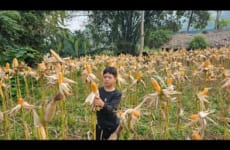Orphan Boy - Cracking corn, Raising ducks, Taking care of the vegetable garden, Live in a hut