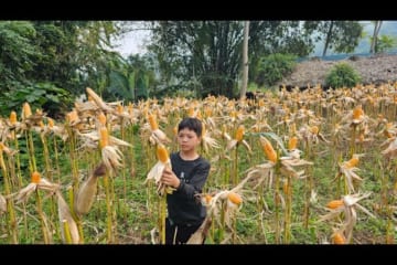Orphan Boy - Cracking corn, Raising ducks, Taking care of the vegetable garden, Live in a hut