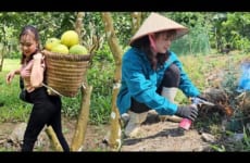 Pick grapefruit to sell at the market, clean the garden, herd the cows and feed the chickens, ducks