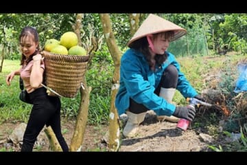 Pick grapefruit to sell at the market, clean the garden, herd the cows and feed the chickens, ducks