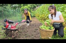 Plow and till the garden soil, pick cucumbers and bring them to the market to sell