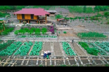 Sang and Vy built a gate to protect the chicken farm, garden and peanut harvest, Sang vy farm