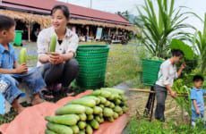 Take your children to harvest cucumbers to bring to the market to sell, daily life