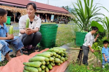Take your children to harvest cucumbers to bring to the market to sell, daily life