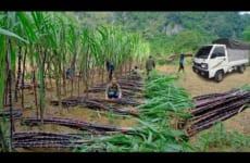 Traders come to the farm and buy purple sugarcane .Harvest sugarcane on the farm -Building Free Life