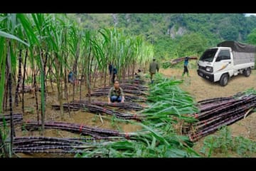 Traders come to the farm and buy purple sugarcane .Harvest sugarcane on the farm -Building Free Life