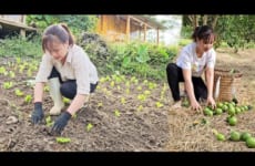 Vegetable growing season has begun. Pick oranges and bring them to the market to sell